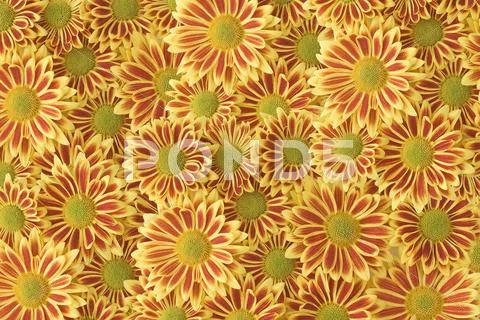 Flowering gazania Stock Photos