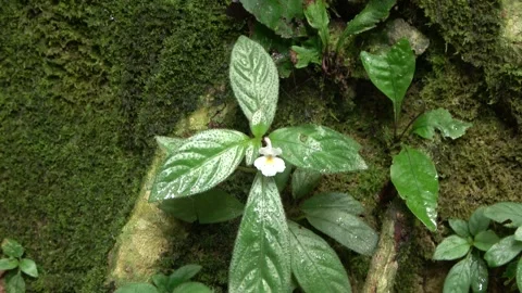 Flowering gesneriad, Malaysia Stock Footage 314842053