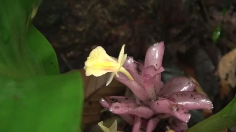 Flowering ginger, Malaysia Stock Footage 314841991
