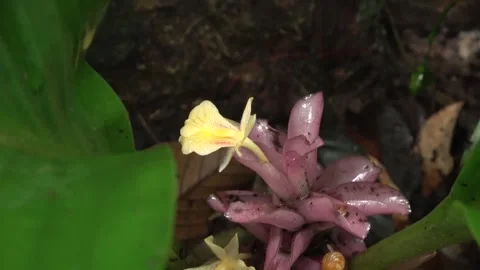 Flowering ginger, Malaysia Stock Footage 314841998