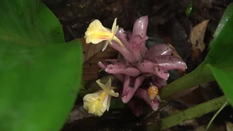 Flowering ginger, Malaysia Stock Footage 314842008