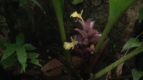Flowering ginger, Malaysia Stock Footage 314842048