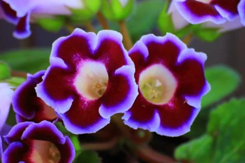 Flowering Gloxinia Stock Photos