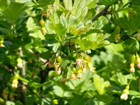 Flowering Gooseberry Branch with Young Developing Berries Foto stock