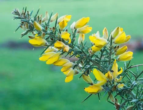 Flowering gorse Foto stock