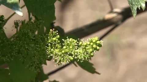 Flowering grape cluster Stock Footage 50583002