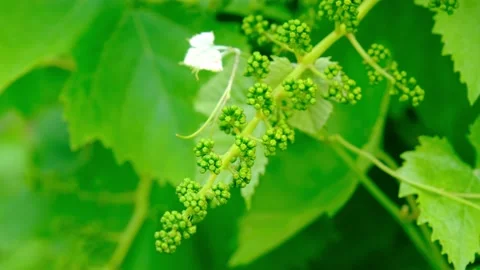 Flowering grapes close-up. How grapes bloom. Vine flowers close-up Stock Footage 200825177