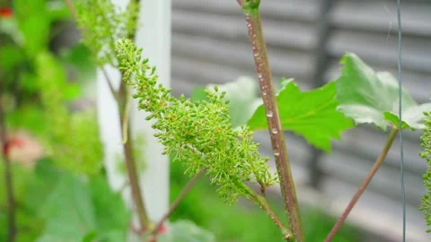 Flowering grapes, close-up in the vineyard Stock Footage 313170942