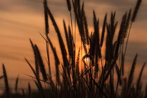Flowering grass during the sunset Stock Photos