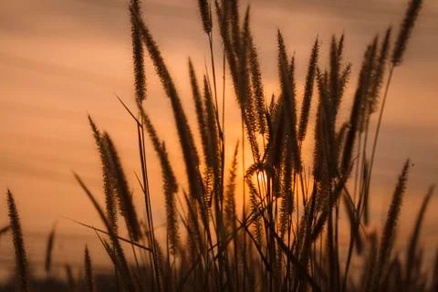 Flowering grass during the sunset Stock Photos