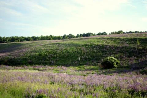 Flowering grass in the field Stock Photos
