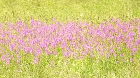 Flowering grass Ivan tea in ancient Rus' was used instead of tea leaves. Stock Footage 342423173