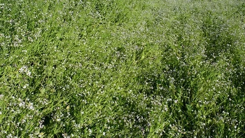 Flowering grass, nature background Stock Footage 117595785
