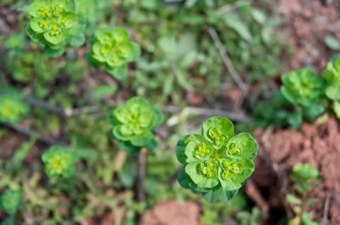 Flowering grass Foto stock