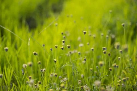 Flowering grass Stock Photos