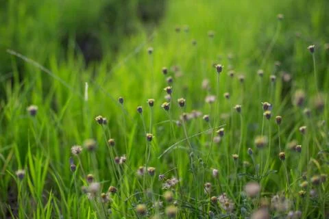Flowering grass Stock Photos
