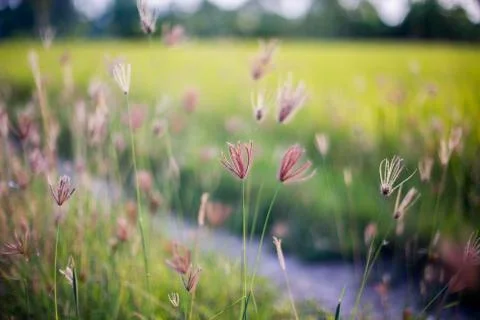 Flowering grass Stock Photos