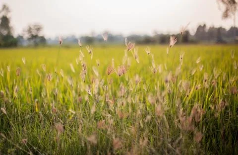 Flowering grass Stock Photos