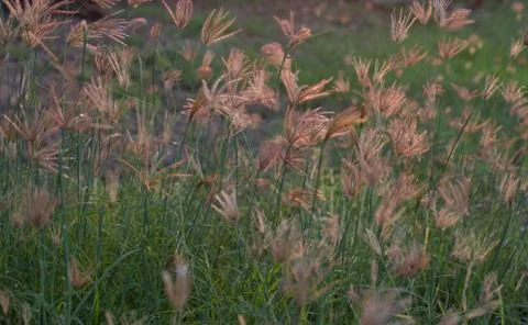 Flowering grass Stock Photos