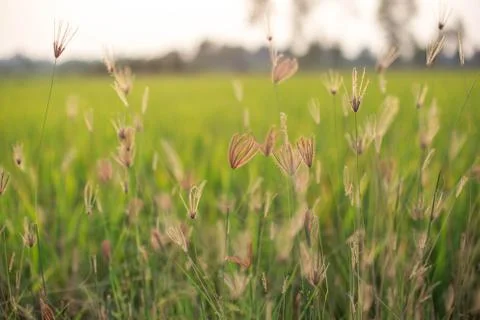 Flowering grass Stock Photos