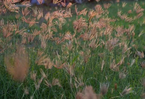 Flowering grass Stock Photos