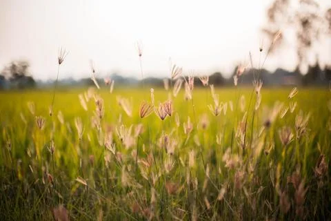 Flowering grass Stock Photos