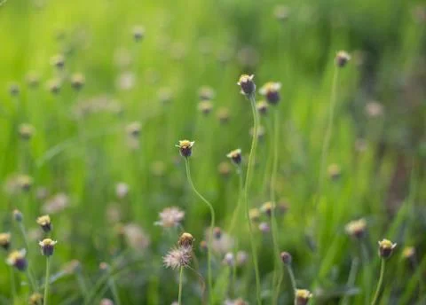 Flowering grass Stock Photos