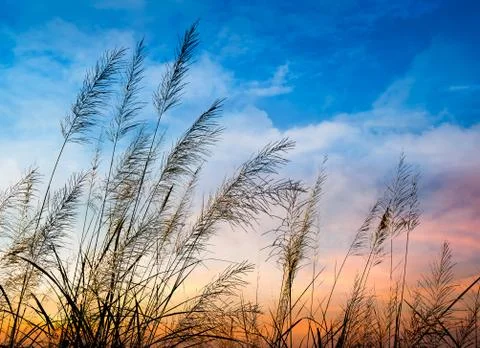Flowering of grass Stock Photos