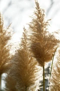 Flowering grass Stock Photos