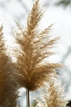 Flowering grass Stock Photos