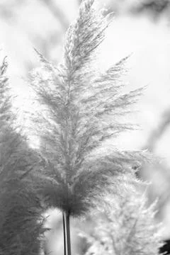 Flowering grass Stock Photos
