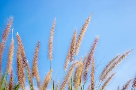 Flowering grass. Stock Photos