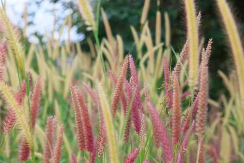 Flowering grass Stock Photos