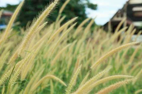 Flowering grass Stock Photos