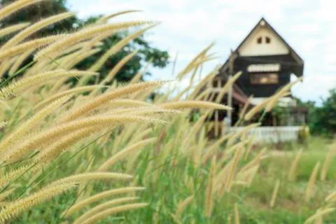 Flowering grass Stock Photos