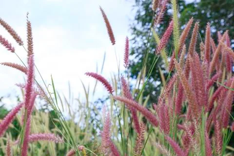 Flowering grass Stock Photos