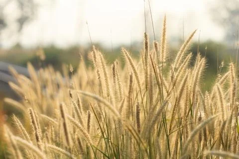 Flowering grass Stock Photos