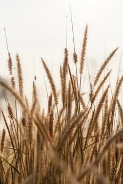 Flowering grass Stock Photos
