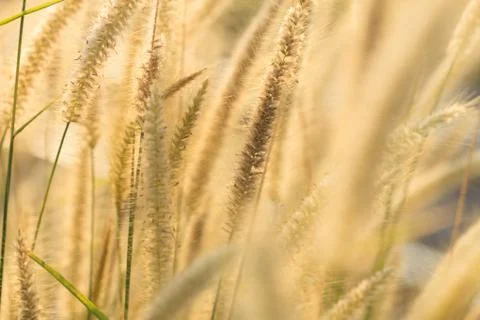 Flowering grass Stock Photos