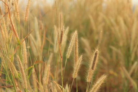 Flowering grass Stock Photos