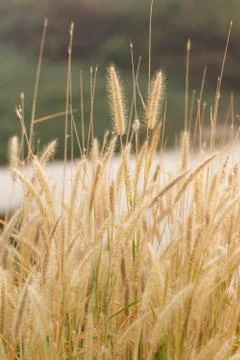 Flowering grass Stock Photos