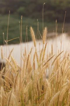 Flowering grass Stock Photos