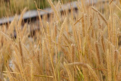 Flowering grass Stock Photos