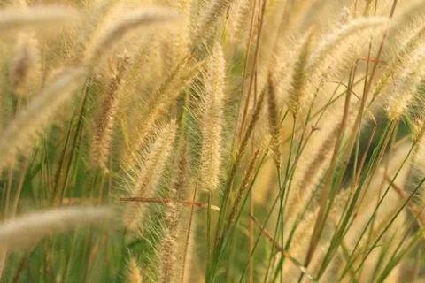 Flowering grass Stock Photos