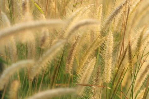 Flowering grass Stock Photos