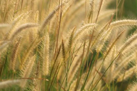 Flowering grass Foto stock