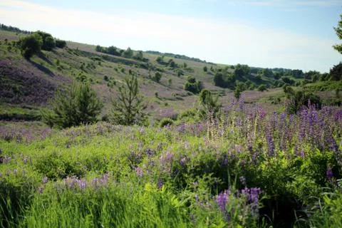 Flowering grass 스톡 사진