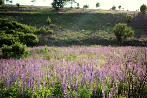Flowering grass 스톡 사진