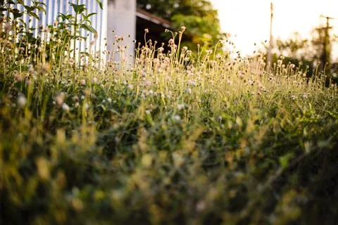 Flowering grass Stock Photos