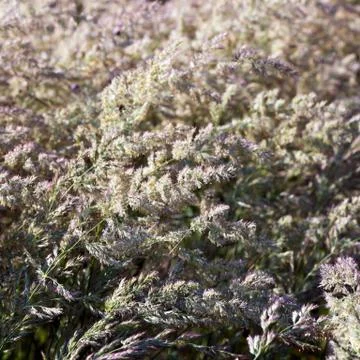 Flowering grass in summer Stock Photos